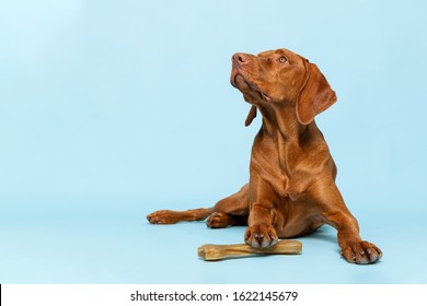 Cute Hungarian Vizsla Puppy With Rawhide Chew Bone Studio Portrait Over Blue Background. Beautiful Dog Holding A Chew Toy Bone With His Paw While Looking Up.