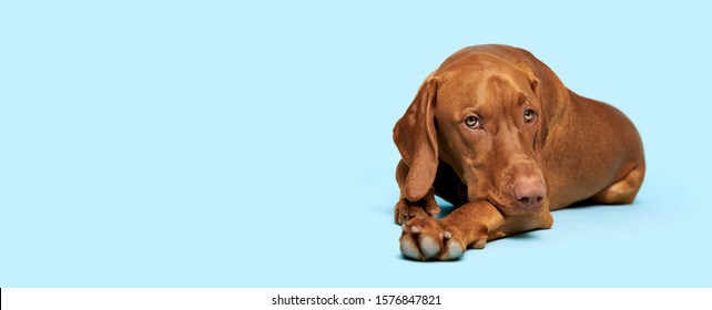 Cute Hungarian Vizsla Puppy Studio Portrait. Dog Lying Down And Looking At The Camera Over Blue Background Banner.