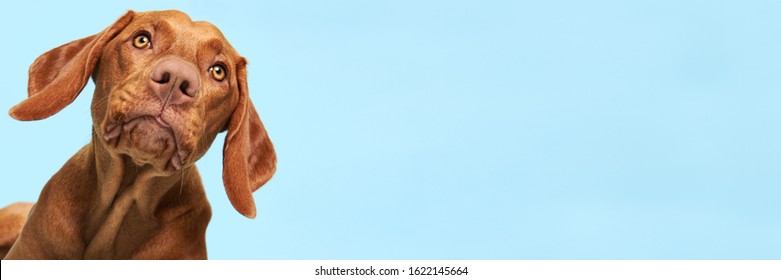 Cute Hungarian Vizsla Puppy Studio Portrait. Funny Dog With Tongue Sticking Out Face Close Up Over Blue Banner.