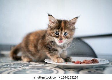 Cute Hungry Calico Maine Coon Kitten Eating Fresh Raw Cat Food From Dish Licking Lips