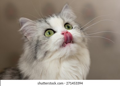 Die süße hungrige Katze leckt die Lippen. SCHLECHTER DOF