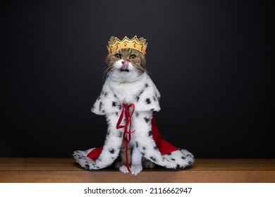 cute hungry cat wearing royal king costume with crown licking lips looking at camera on black background with copy space - Shutterstock ID 2116662947