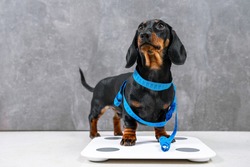 Cute Hungry Dachshund Puppy Dog Is Wrapped In Centimeter And Stands On Scales To Make Measurements, Wants Good Shape So Follows Diet And Leads Active Lifestyle.