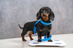 Cute Hungry Dachshund Puppy Wants Good Shape So Follows Diet And Leads Active Lifestyle. Dog Is Wrapped In Centimeter And Stands On Scales To Make Measurements Before Fitness Marathon, Shows Tongue.