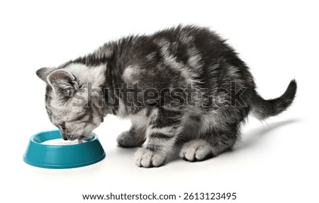 Cute hungry kitten drinking milk from blue bowl isolated on white background. Tabby British shorthair baby cat cat drinks milk from bowl without lifting head with mouth open and tongue sticking out