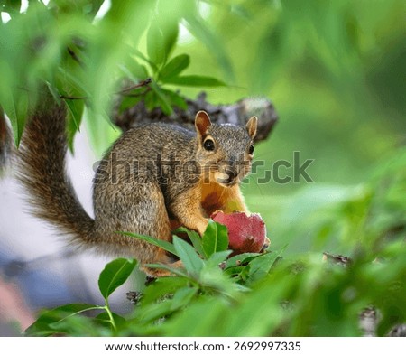 Cute and hungry little squirrel (Sciurus niger) eating peach fruit in the garden peach tree 