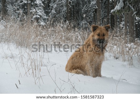 A cute Husky cross Alsatian dog sits in a forest snow scene with ice on his fur and facial whiskers.Image