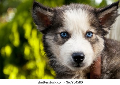 Cute Husky Dog