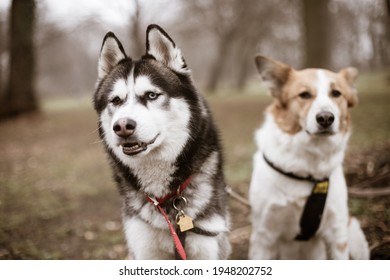 A cute husky dog and another blurred dog sitting outdoor. A closeup portrait of two adorable big dogs in vintage style. - Powered by Shutterstock