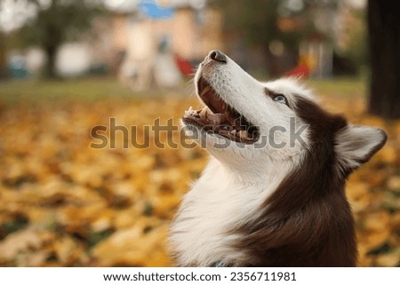 Cute Husky dog in autumn park, closeup
