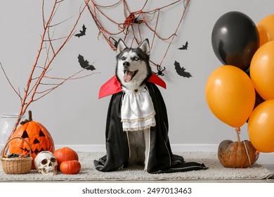 Cute husky dog in Dracula costume with Halloween decorations near grey wall - Powered by Shutterstock