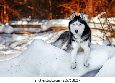Cute husky dog funny play on snow covered hillside in an evening sunny winter forest