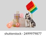 Cute husky dog with gift boxes, balloons and pinata on white background. Birthday celebration