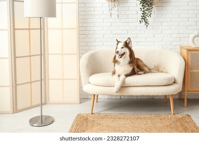 Cute Husky dog lying on sofa in living room - Powered by Shutterstock