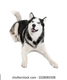 Cute Husky Dog On White Background