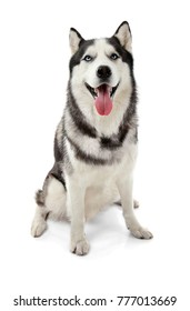 Cute Husky Dog On White Background