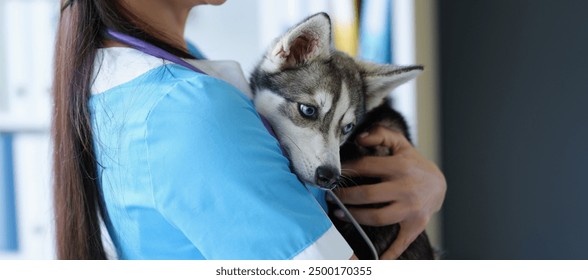 Cute husky puppy in the arms of a female doctor, close-up. Examination of a dog in a veterinary clinic, volunteer help - Powered by Shutterstock