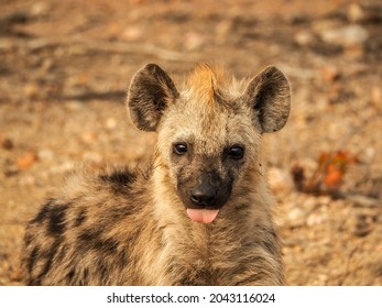 Cute Hyena Pulling A Tongue 