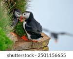 A cute Icelandic puffin couple having a moment on the side of a rocky and grassy cliff overlooking the sea. 