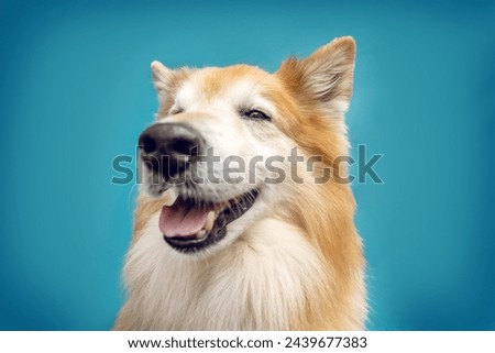 A cute icelandic sheepdog in front of colorful blue studio background