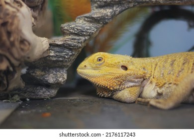 Cute Iguana Lizard Looking At The Cam And Smiling.