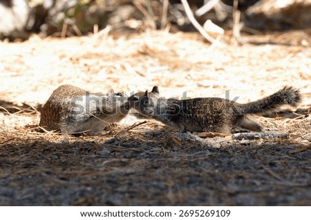 A cute image of 2 squirrels touching noses