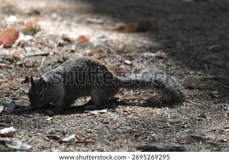 A cute image of a squirrel in the forest and ray of sunshine