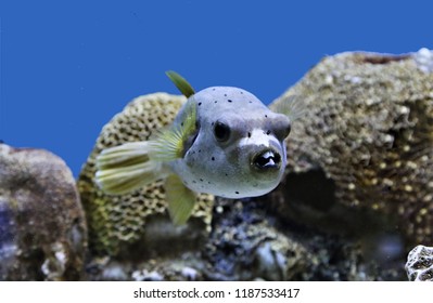 19 Immaculate Puffer Images, Stock Photos & Vectors | Shutterstock