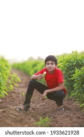 Cute Indian Child Eating Raw Banana Fruit At Agriculture Field