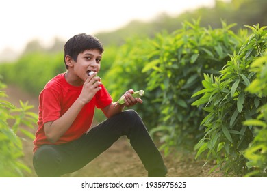 Cute Indian Child Eating Raw Banana Fruit At Agriculture Field