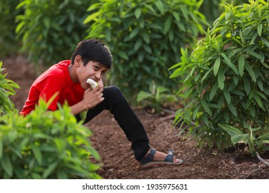 Cute Indian Child Eating Raw Banana Fruit At Agriculture Field