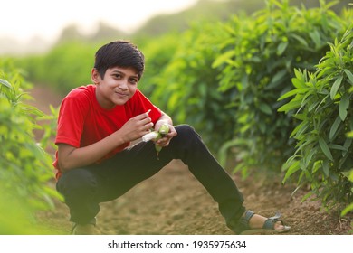 Cute Indian Child Eating Raw Banana Fruit At Agriculture Field