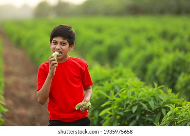 Cute Indian Child Eating Raw Banana Fruit At Agriculture Field