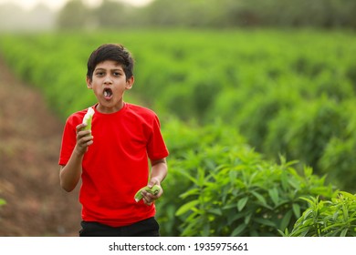 Cute Indian Child Eating Raw Banana Fruit At Agriculture Field