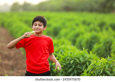 Cute Indian Child Eating Raw Banana Fruit At Agriculture Field