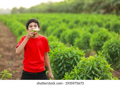 Cute Indian Child Eating Raw Banana Fruit At Agriculture Field