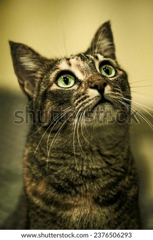 The cute Indian domestic cat looks up. Brown stripped cat with green eyes isolated on blurred background. Funny pet emotions attention.