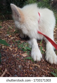 Cute Indian Spitz Male Dog.