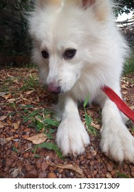 Cute Indian Spitz Male Dog.