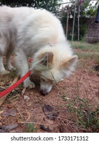 Cute Indian Spitz Male Dog.