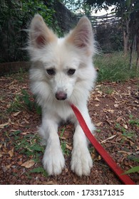 Cute Indian Spitz Male Dog.