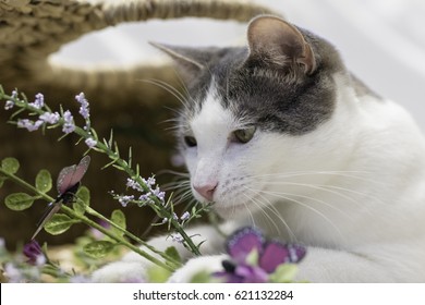 Cute Indoor Cat with Easter Decorations on White Background