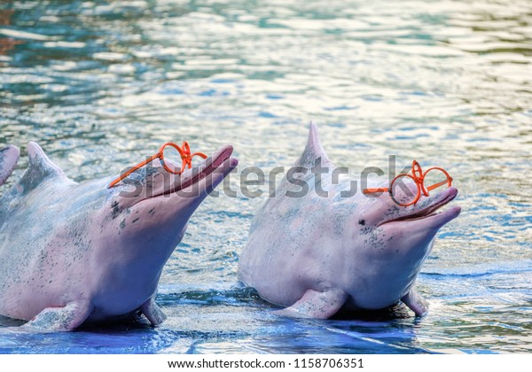 Cute\
Indo-Pacific humpback dolphin (Sousa chinensis) ,or Pink dolphin,\
or Chinese white dolphin is wearing orange\
eyewear