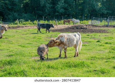 Cute interaction between a fluffy highland cow and a sheep grazing together in a green farm pasture.