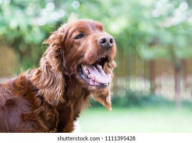 Cute Irish Setter Dog Panting In A Hot Summer