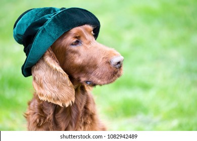 Cute Irish Setter Dog Wearing A Green Hat