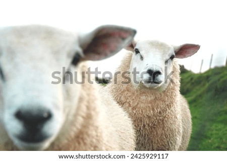 Cute Irish Sheep in Dingle, Ireland