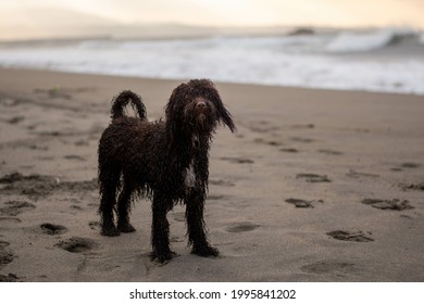 A cute Irish Water Spaniel on the sand beach by the ocean at golden sunset - Shutterstock ID 1995841202