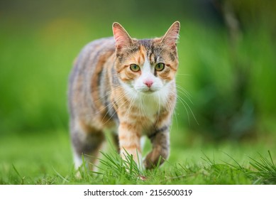 Cute isolated cat on green background walking 