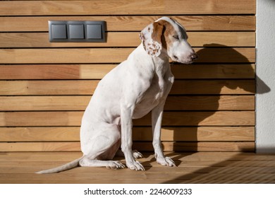 Cute istrian shorthaired hound relaxing and sunbathing on wooden ground and isolated in front of wooden background with 3 modern sockets - using solar energy - concept picture for reneweable energy  - Shutterstock ID 2246009233